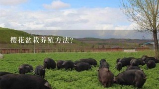 樱花盆栽养殖方法？