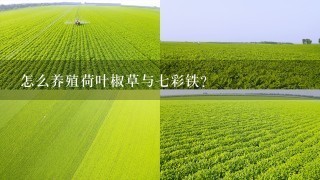 怎么养殖荷叶椒草与7彩铁？