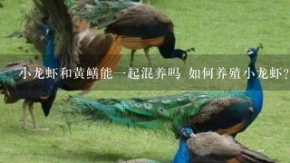 小龙虾和黄鳝能1起混养吗 如何养殖小龙虾？