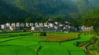 杭州萧山龙虾养殖基地