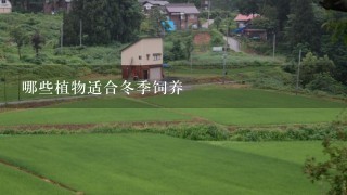 哪些植物适合冬季饲养