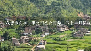 我想养肉狗，跟公司签合同养，4个半月保底回收那种