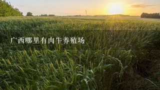 广西哪里有肉牛养殖场