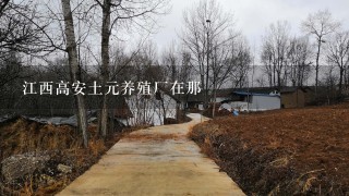 江西高安土元养殖厂在那