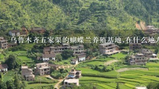 乌鲁木齐5家渠的蝴蝶兰养殖基地,在什么地方?