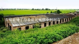 养殖黄辣丁与养殖泥鳅哪个利润高