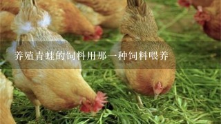 养殖青蛙的饲料用那1种饲料喂养