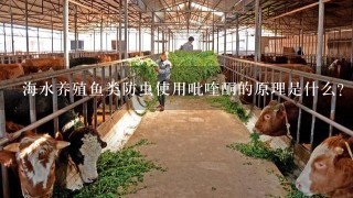 海水养殖鱼类防虫使用吡喹酮的原理是什么？