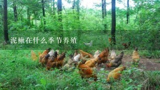 泥鳅在什么季节养殖