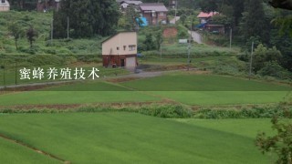 蜜蜂养殖技术