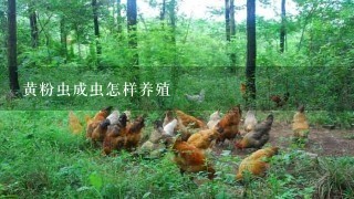 黄粉虫成虫怎样养殖