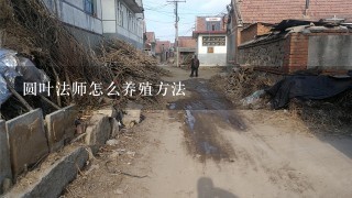 圆叶法师怎么养殖方法