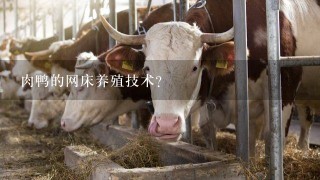 肉鸭的网床养殖技术？