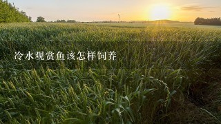 冷水观赏鱼该怎样饲养