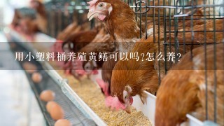 用小塑料桶养殖黄鳝可以吗?怎么养?