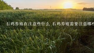 石鸡养殖在注意些什么 石鸡养殖需要注意哪些