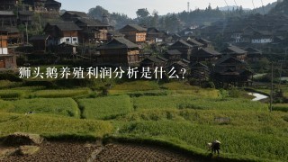 狮头鹅养殖利润分析是什么?