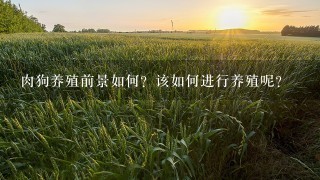 肉狗养殖前景如何？该如何进行养殖呢？