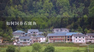 如何饲养石斑鱼