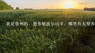 我是贵州的，想养殖波尔山羊，哪里有大型养殖场。