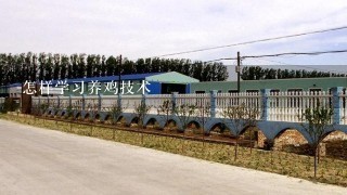 怎样学习养鸡技术