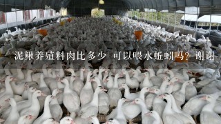 泥鳅养殖料肉比多少 可以喂水蚯蚓吗？谢谢