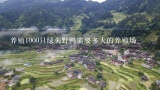 养殖1000只绿头野鸭需要多大的养殖场