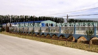 重庆市铜梁区青水青蛙养殖专业合作社怎么样？