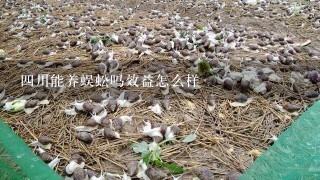 4川能养蜈蚣吗效益怎么样