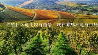 养殖什么龟比较有前景，现在养哪种龟有市场前景，未