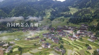 合同鸭怎么养殖？