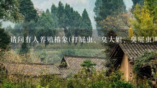 请问有人养殖椿象(打屁虫、臭大姐、臭屁虫)吗？了解1下。