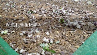 鲈鱼和鳜鱼区别？