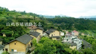 山鸡养殖销路怎么