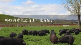 哪些海水鱼适合工厂化养殖？