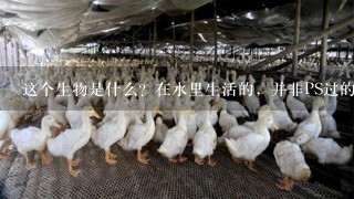 这个生物是什么？在水里生活的，并非PS过的。