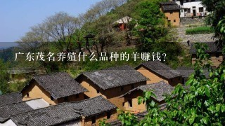 广东茂名养殖什么品种的羊赚钱？