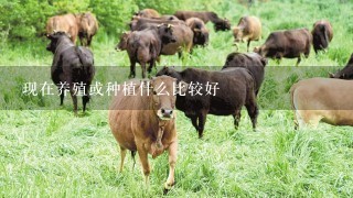 现在养殖或种植什么比较好