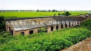 东北9香虫“臭大姐”有没有养殖前景？