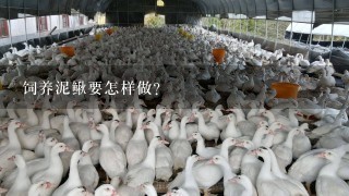 饲养泥鳅要怎样做？