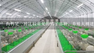 肉鸭是1种比较常见的鸭子品种，养殖大棚建设方案有