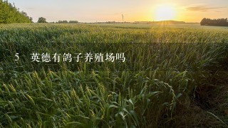 5 英德有鸽子养殖场吗