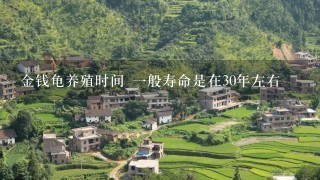 金钱龟养殖时间 1般寿命是在30年左右