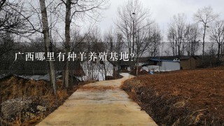 广西哪里有种羊养殖基地？