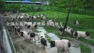 全国东北黑蜂养殖最多的地方