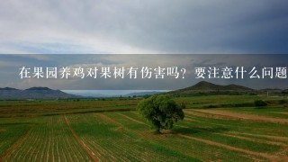 在果园养鸡对果树有伤害吗？要注意什么问题呢？