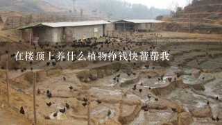 在楼顶上养什么植物挣钱快帮帮我