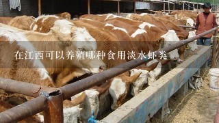 在江西可以养殖哪种食用淡水虾类