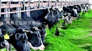 肉鹅是怎样养殖的