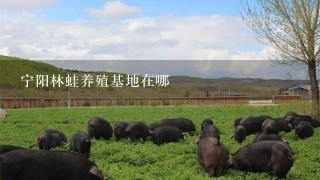 宁阳林蛙养殖基地在哪